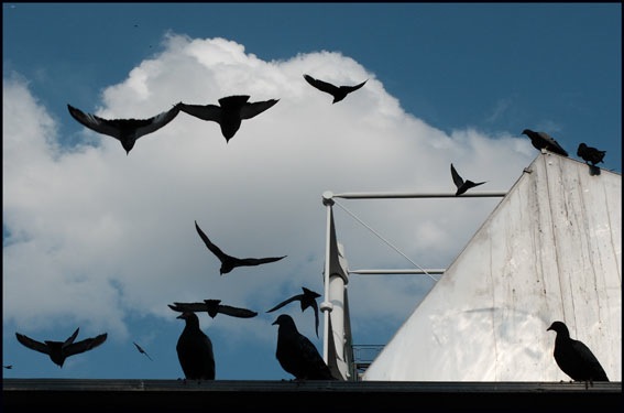 CHOIX119pigeonsmonde