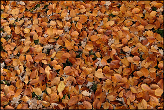 choix036cfeuillemonde