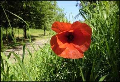 choix011coquelicot