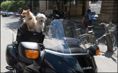 chienschoixmondedifusion