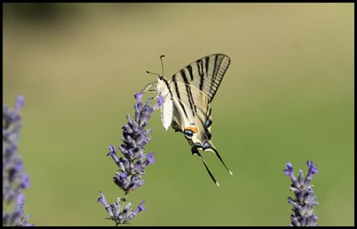choix184papillonbutinemonde